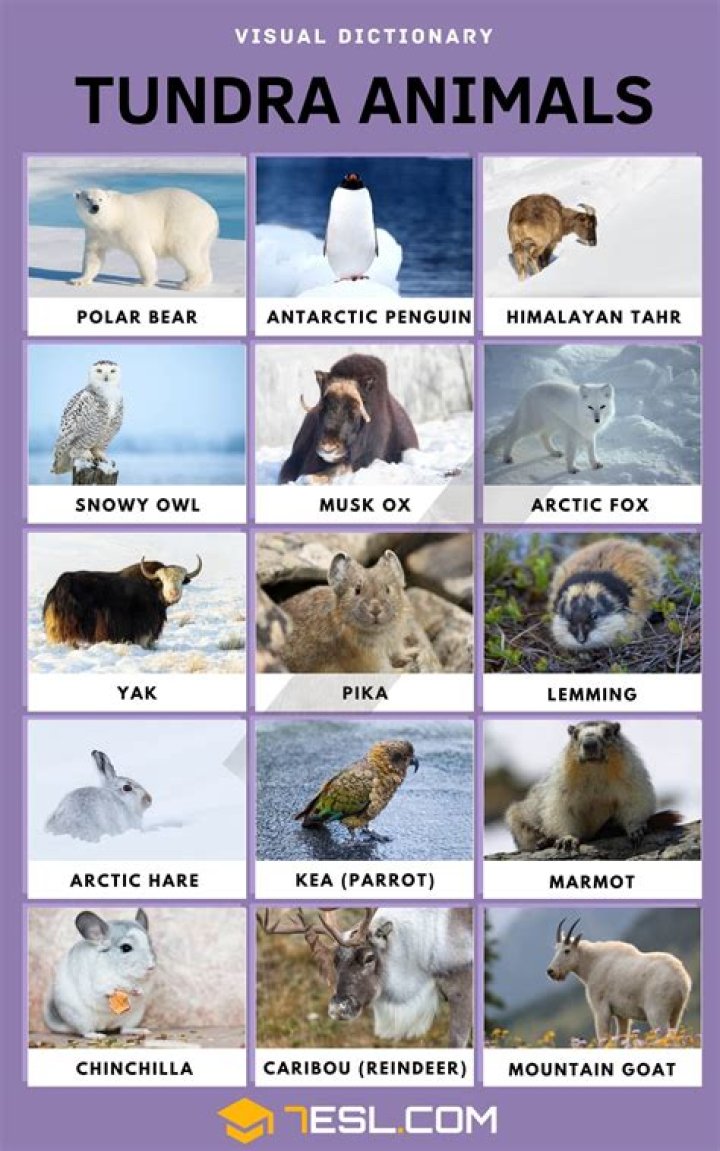 tundra animals adaptations