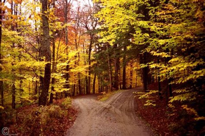 two roads diverged in a wood
