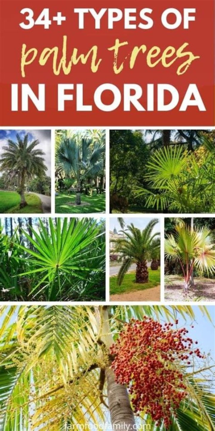 types of palm trees florida