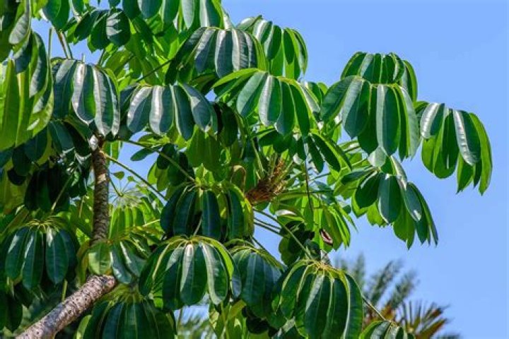 types of umbrella trees