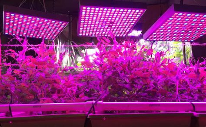 uv lights for plants