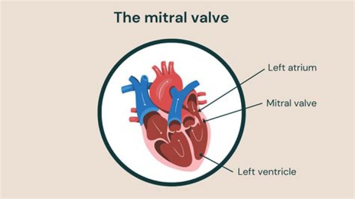 valve between the left atrium and left ventricle