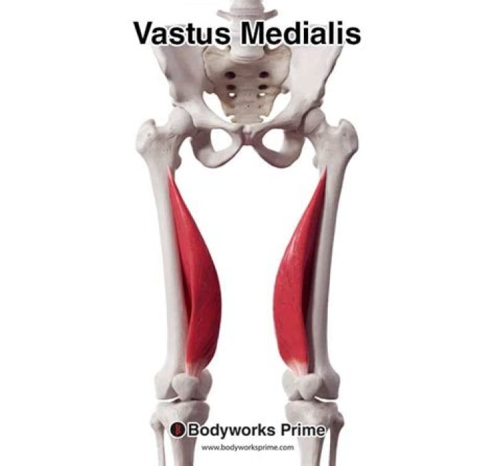 vastus medialis action