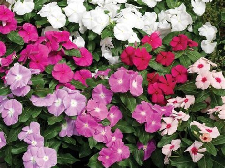 vinca annual