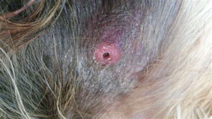 warble hole on dog