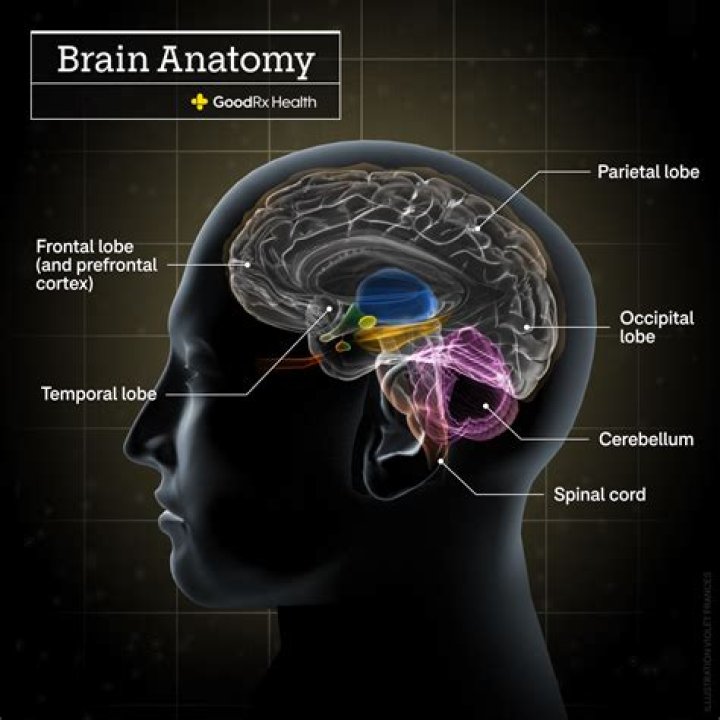 what age is the brain fully developed