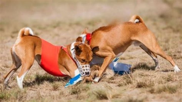 what are bait dogs