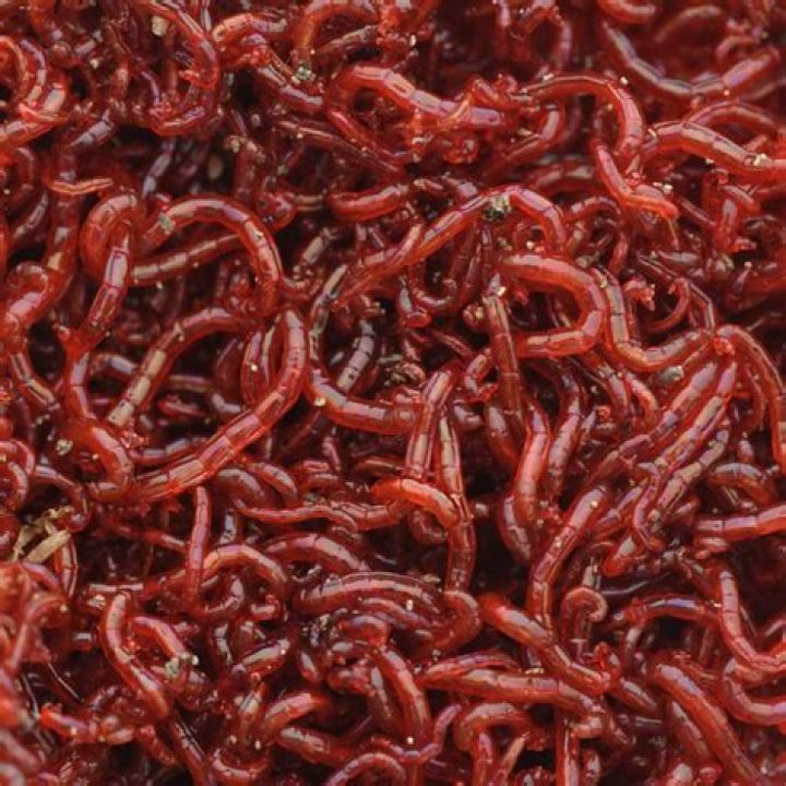 what are bloodworms