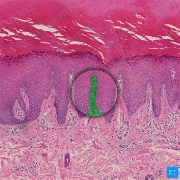 what are dermal papillae