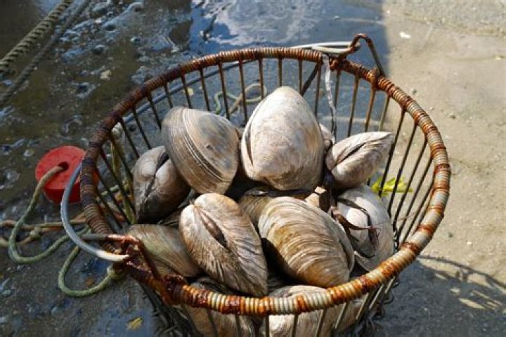 what are quahogs