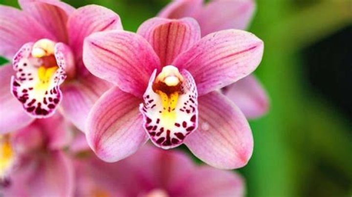 what color is orchid