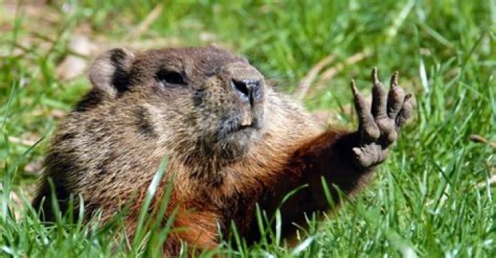 what do groundhogs hate