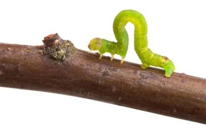 what do inchworms eat
