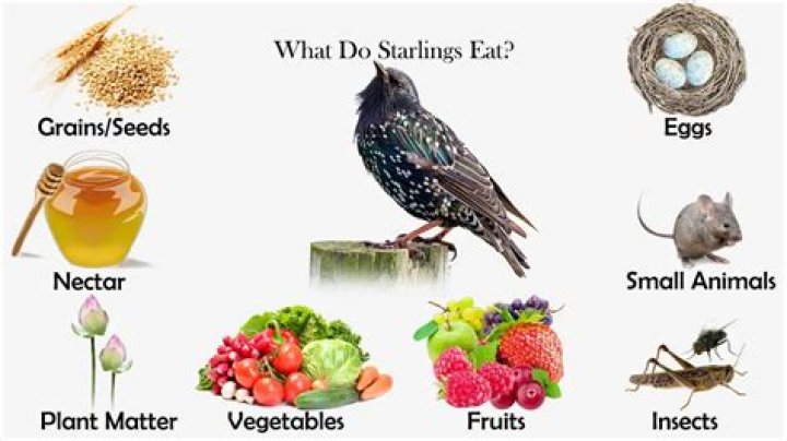 what do starlings eat