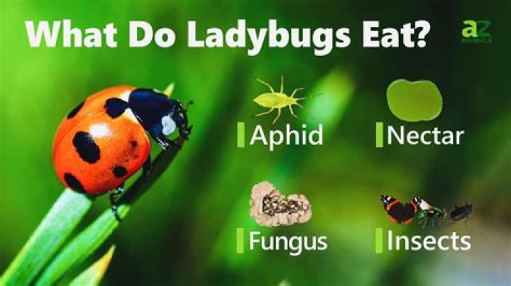 What do you feed a ladybug? check this out | what do ladybugs eat and drink