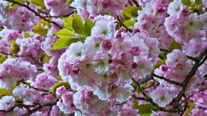 what does a cherry tree look like