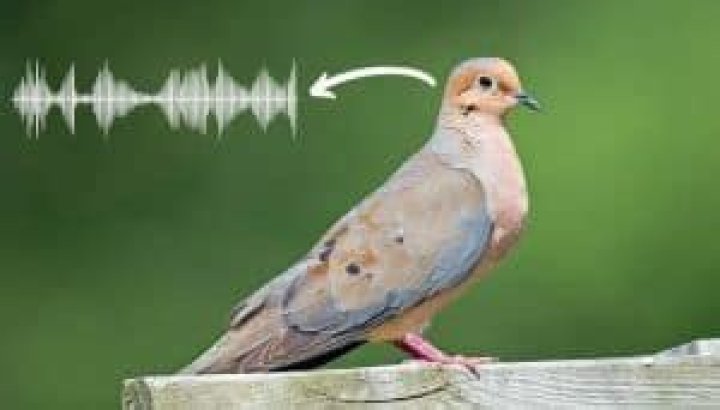 what does a dove sound like