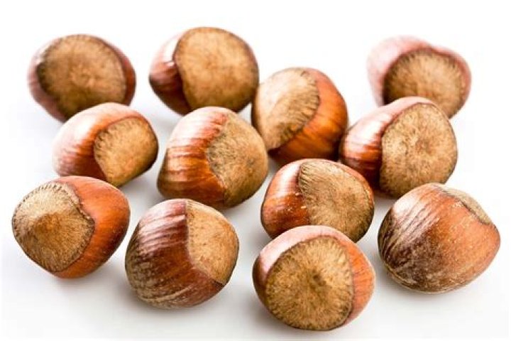 what does a hazelnut look like