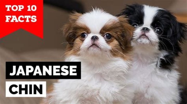 What does chin chin mean Japanese? check this out | chin chin japanese