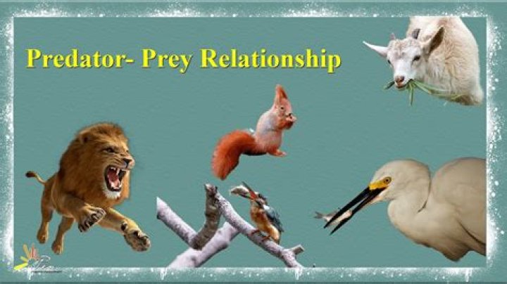 what does prey mean