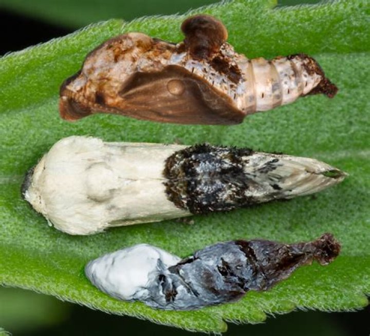 What does purple bird poop mean? check this out | purple bird poop