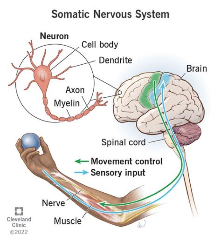 what does the somatic nervous system do
