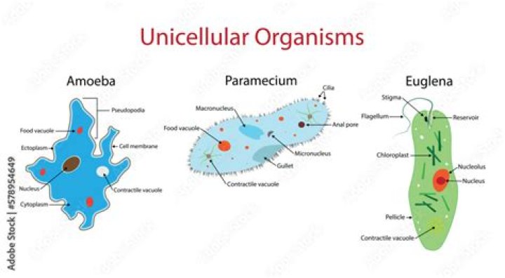 what does unicellular mean