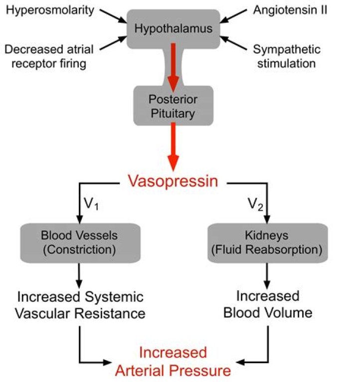 what does vasopressin do