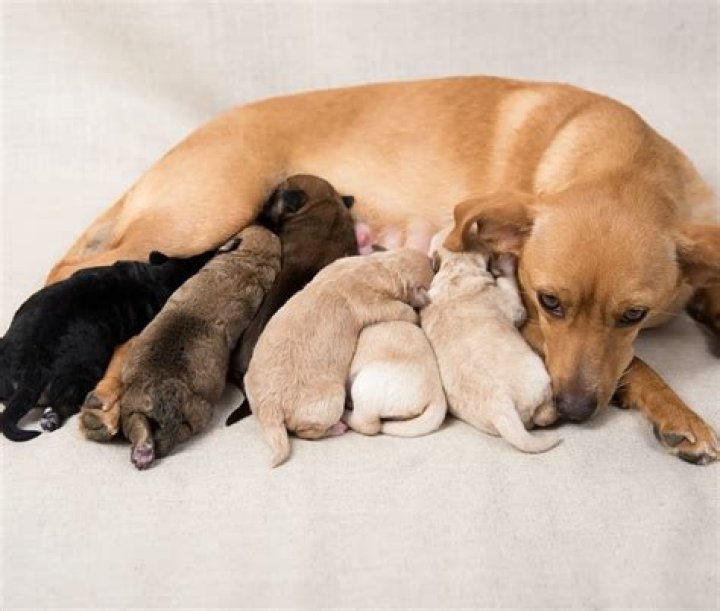 what does whelping mean
