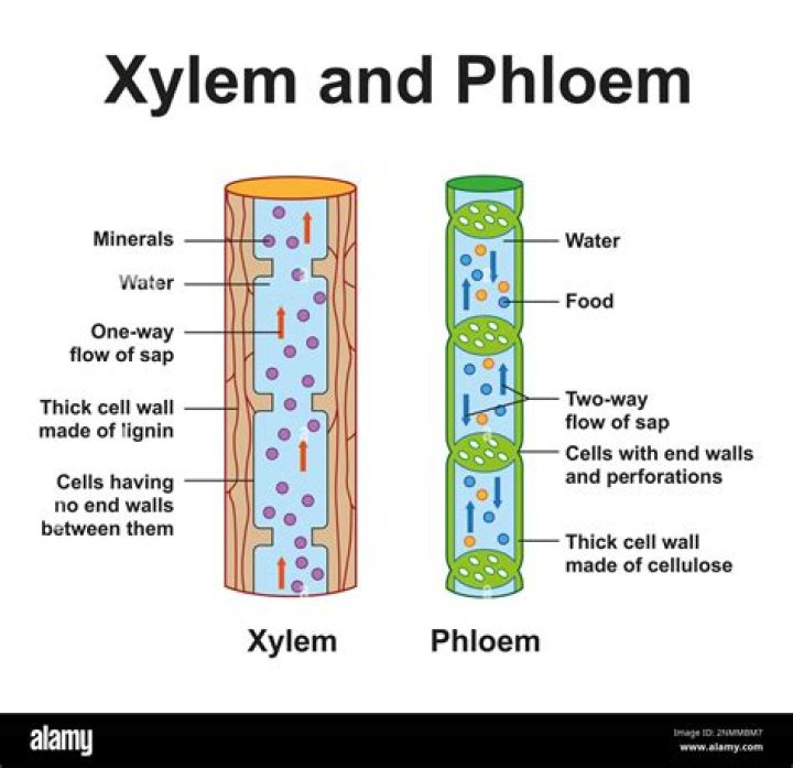 what does xylem transport
