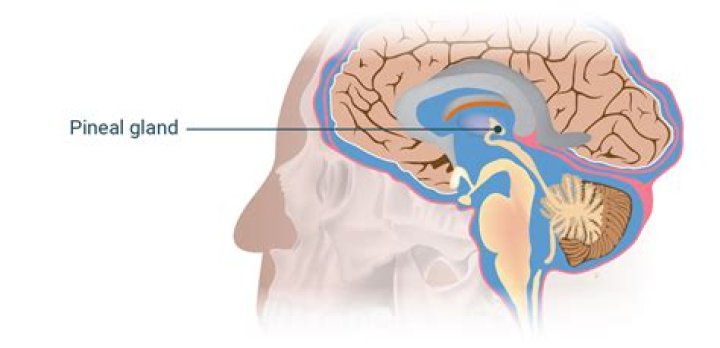 what hormone does the pineal gland release?