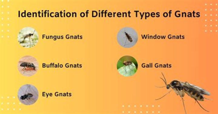 what is a gnat