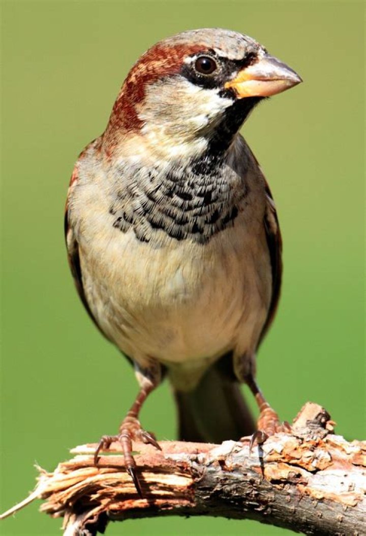what is a sparrow