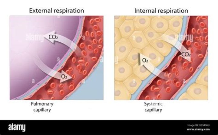 what is internal respiration