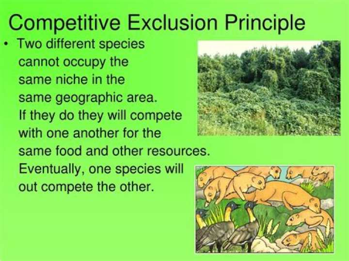 what is the competitive exclusion principle