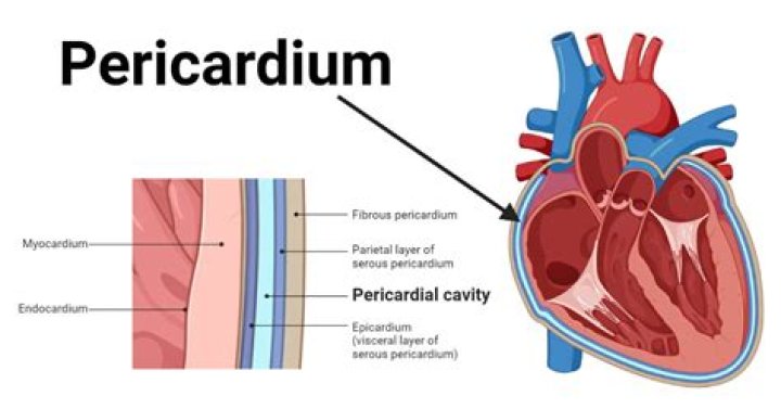 what is the function of the fluid that fills the pericardial sac