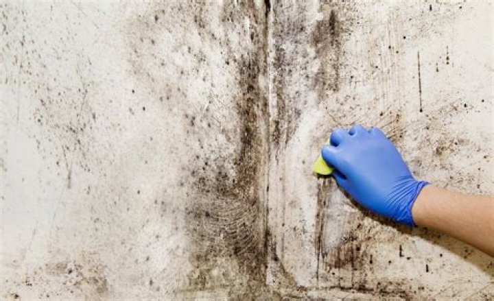 what kills black mold on walls