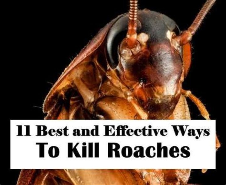 what kills roaches instantly