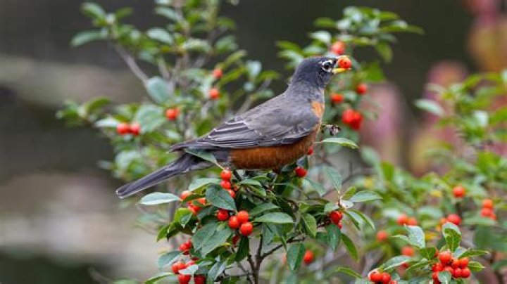 What seeds are bad for birds? check this out | do birds eat chia seeds