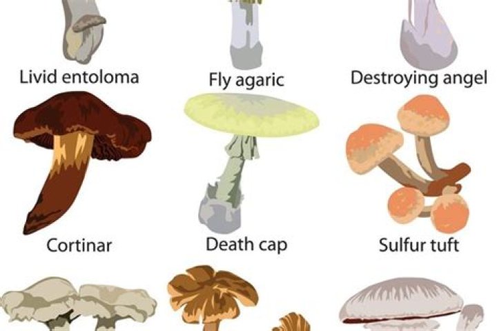 when are mushrooms bad