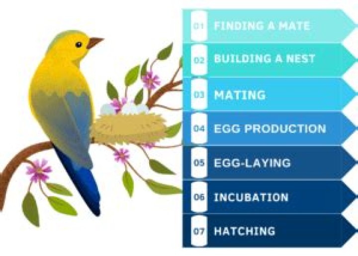 when do birds lay eggs
