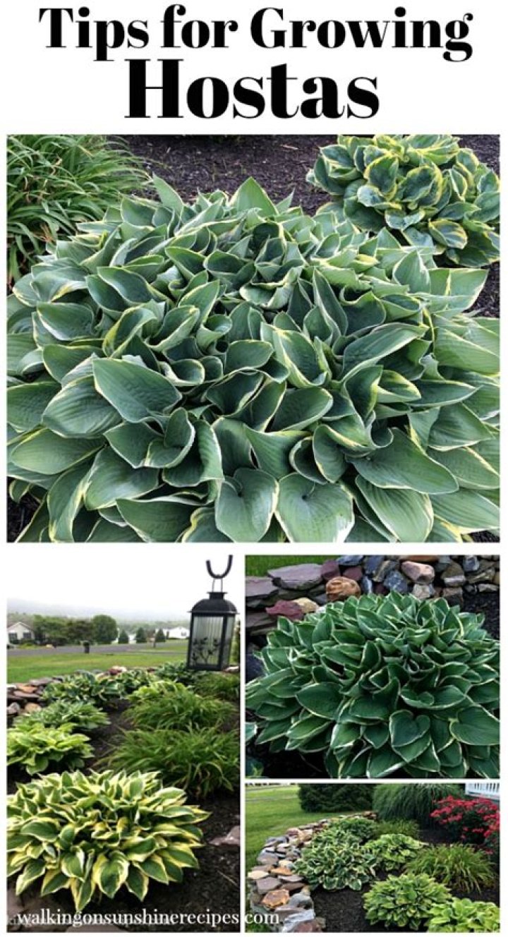 when do hostas come up