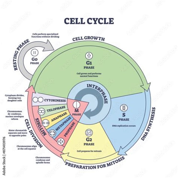when does dna replication occur in the cell cycle
