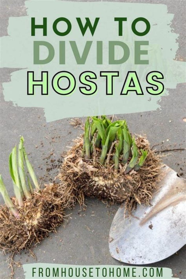 when to divide hostas