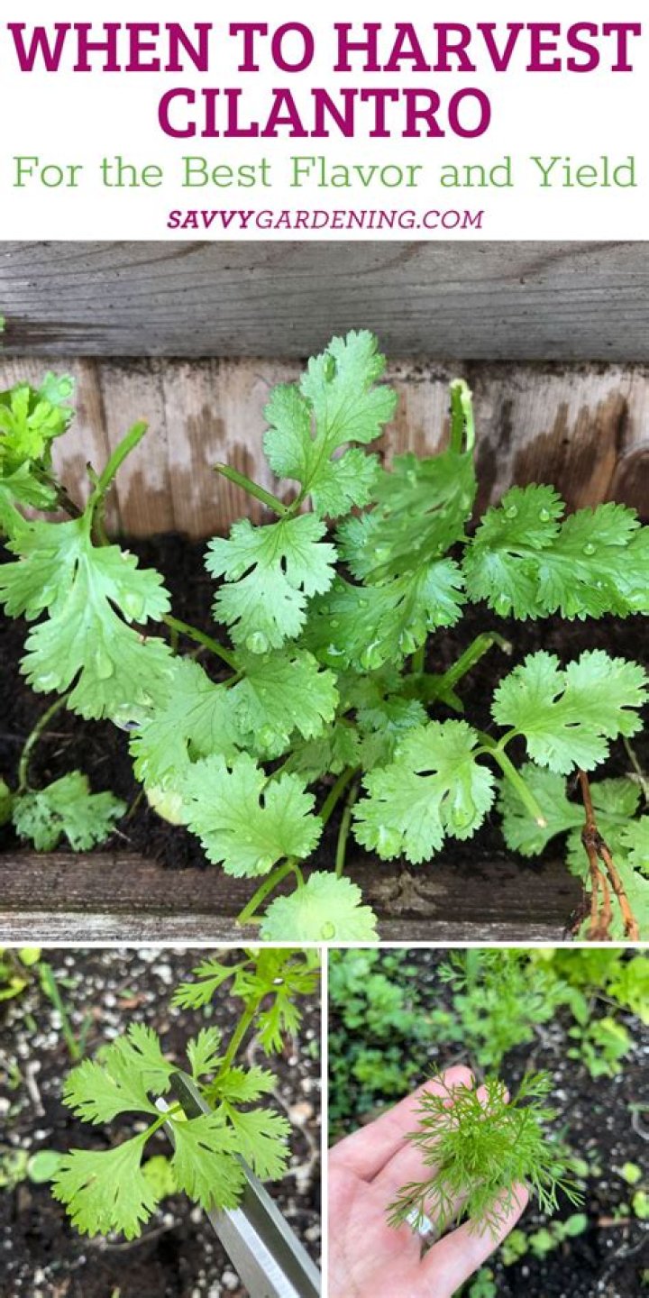 when to harvest cilantro