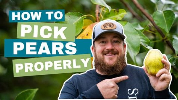 when to pick pears