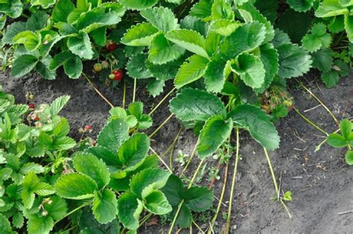 when to pull strawberry runners to plant in qld aust