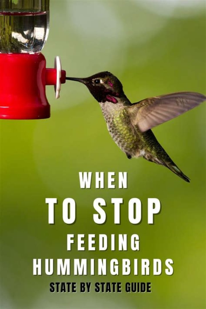 when to stop feeding hummingbirds