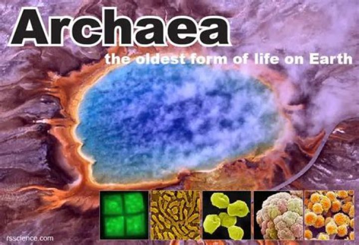 where do archaebacteria live