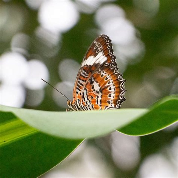 where do butterflies sleep